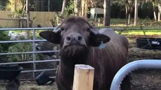Micro dairy farm in Palm Valley: Backyard Buffalo | River City Live