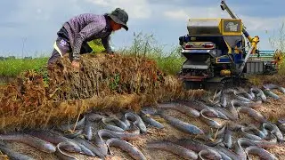 Master Copper Snakehead Fishing: A Step-by-Step Guide