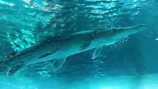 The long fish | people enjoying water tank expo 