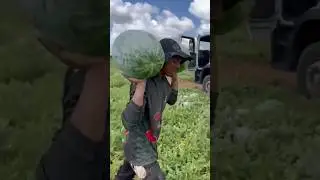 Арбуз Конго 🍉💪🏻🚛 +7(912)847-52-01 WA/TG