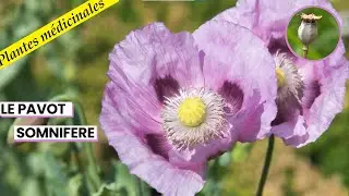Le pavot somnifère, une plante antidouleur