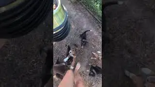 Бродячая собака постоянно приводила в эту семью своих щенков, чтобы те присматривали за ними | Додо