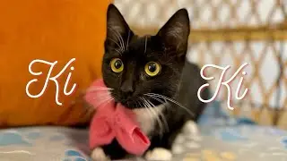Meet Sweet Girl Kiki! The loving tuxi kitty!