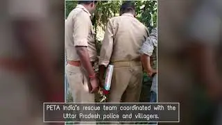 PETA India Helps Locals Rescue a Golden Jackal