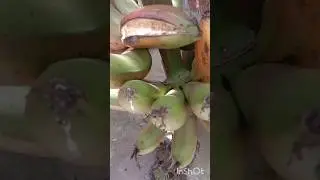 red banana harvest😃