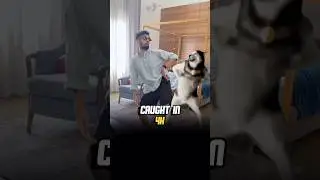 Husky Dance заполонил мою ленту 🕺🐶 #шорты #хаски
