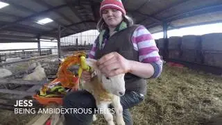 Tag(Lambs)Faster