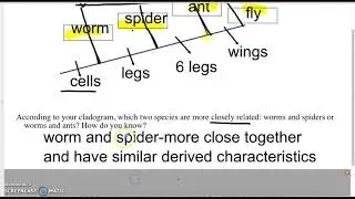 Cladogram/phylogenic tree exploration