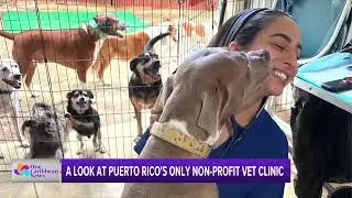 A Look at Puerto Rico's Only Nonprofit Vet Clinic