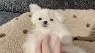 I m about to fall asleep Soft and lovely baby baby #Maltese#Cute puppy#Diary of a Little D