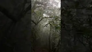 Walking the most beautiful path amongst ancient trees in the forest of Madeira. #shorts #nature