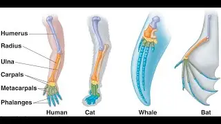 evidences for evolution Evolution | grade 12 life sciences | ThunderEDUC |  M.SAIDI