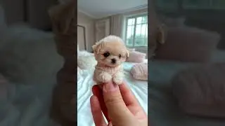 Cute mini puppy #dogshorts #minipets