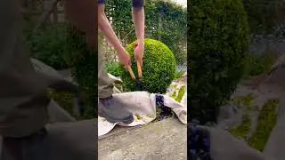 best ball clipping speed🚀