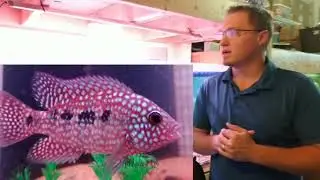 How to Pack Your Live Fish for Shipping