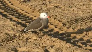 Heermann's gull&nbsp;(Larus heermanni), gull