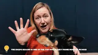 How to Massage Dogs #1 Muscle and Tendon Injury
