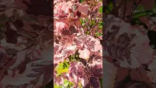 бук триколор #fagus #tricolor #garden #plants