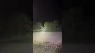 🚨FLORIDA PANTHER SIGHTING🚨&bull;While hunting pythons in the Everglades, @reelnativee yelled out to
