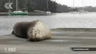 'Owha' the leopard seal moves to Hobsonville Pt