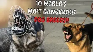 10 EXTREMELY DANGEROUS AND BANNED DOG BREEDS!!