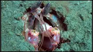 true facts about the mantis shrimp RESCORED