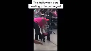 Halloween dog had to be Charged #shorts