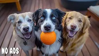 12 ЧАСОВ Dog TV для Собак 🐶 Весёлые Собаки, Наслаждающиеся Совместной Игрой 💖 Играющие Собаки