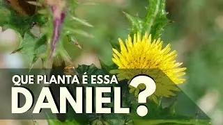 QUE PLANTA &Eacute; ESSA, DANIEL? Serralha-Brava