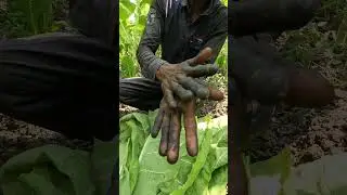 তামাক পাতা খেলে কি হয়? #reels #agricul