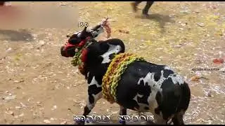 hangal saranga | hangal saranga in  hori habba | hangal hori habba |#horihabba