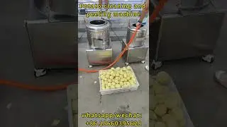 TP Series Potato Peeler | Industrial Root Vegetable Peeling Machine by JRC Machinery#youtubeshorts