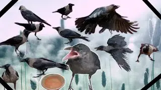 Most Beautiful Crow Sound Video 🐦| Look Beautiful Crow Sound Video 🐦👀 |