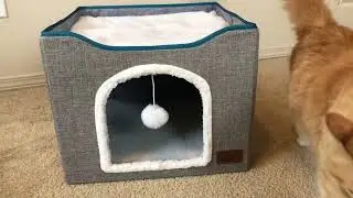 Bedsure Cat Beds for Indoor Cats Review, My senior cat investigating his new bed