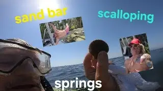 Catching bay scallops off the West Coast of Florida!