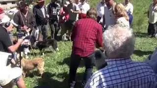El Foraster de TV3 amb un gos que sap restar. Castellar de N'Hug.