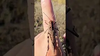 The escape of band-winged grasshopper #insects #grasshopper
