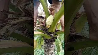 Attracting Coconut Nectar Success! #3  #coconutwine  #viral2025 #coconuttoddy