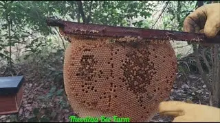 BEEKEEPING IN NIGERIA!Healthy Bee Colony Management: Queen Laying Patterns & Brood Check