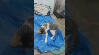 funnycat🐈😺#viralvideo #shortvideoWen catform! 🪙 #PetTricksDay​#CatTricks​#AnimalTricks​ #FunnyCats​