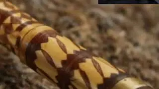 نادية القالمية قصبة Nadia el guelmia gasba