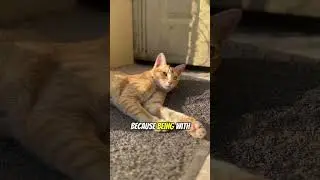 cats pickup lines 😼😻😹😸