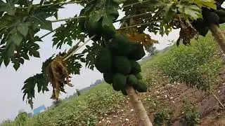 Ravi digital vlogs gav ka Ronak to jovanu no bulso ne subscriber krta rho Ravi digital vlogs 