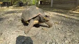 Harmony Park Safari (Huntsville Zoo)
