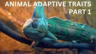 Intro to Animal Adaptive Traits, Part 1. For grades 5 - 9. NGSS 3-LS2-1, 3-LS4-3, 4-LS1-1, MS-LS2-2