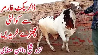 Cholistani Ablk Patele Bachre For Qurbani 2026 Near Sheikhwahan Cow Mandi || Global Village Farming 