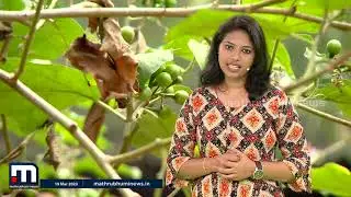 അത്ര നിസ്സാരക്കാരനല്ല ഈ ചുണ്ടങ്ങ; അറിയാം ഔഷധ ​ഗുണങ്ങൾ | Mathrubhumi News | Krishi bhoomi