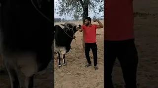 #2025 #trending #travel #viral #sports #petshub #petlover #bull #villegevlog #desi #lifestyle ✨✨💫💪😍