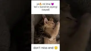teri kbhi nhi banegi ||#animalsfun#shortvideos #funnyvideo #funnyanimals #cat #pets #viral #shorts