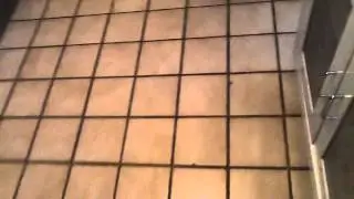 My dog has glasses vine